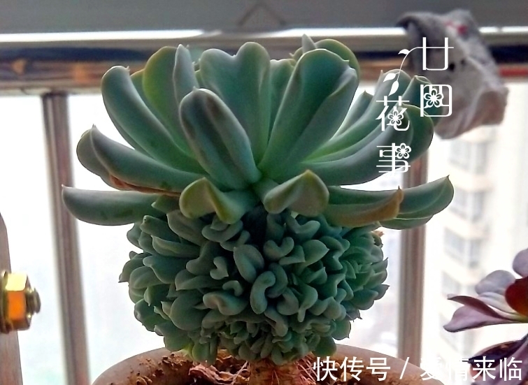 多肉|8款多肉“爆崽王”,不用砍头就能群生爆盆,养起来成就感满满!