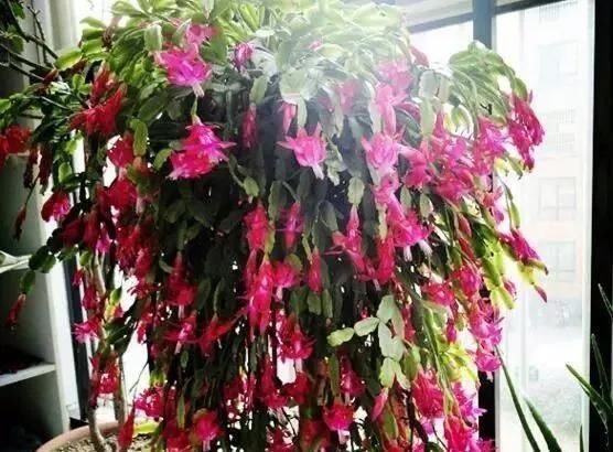 1种“液体”滴盆里，蟹爪兰一次能开300朵，年年“开花”好几次