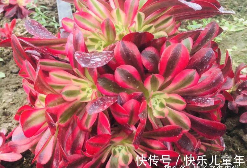 栽种多肉先放土还是“肉”?貌似很简单的问题,但却有很多小技巧