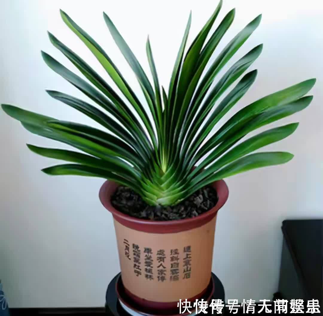 吉祥|12种花,建议养一盆,不仅吸收废气,还有“旺财添福”的美好寓意