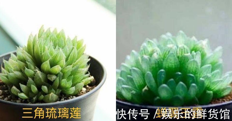 与多肉玉露的水晶之恋,不妨从养好一棵樱水晶开始