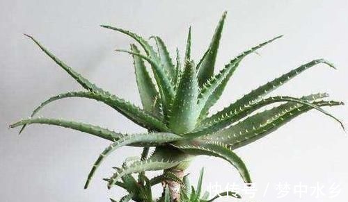 想要芦荟成老桩?知道这个妙招,叶片厚实肥美,几年就成树