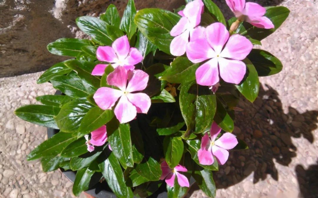 到了深秋,拿这3样“废物制肥”,养花效果显著,还不用花钱