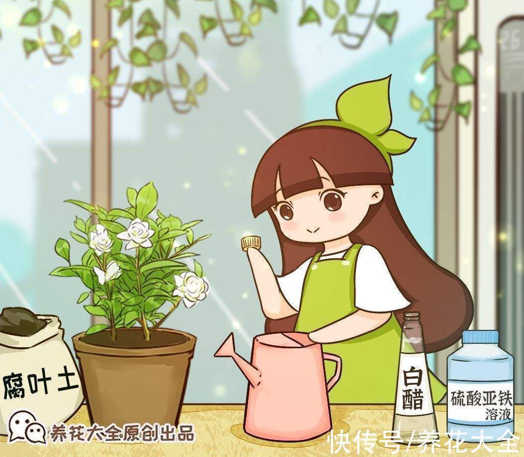 花市老板的养花绝招，今天全给你，一学一个准