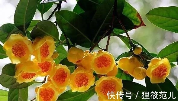 营养价值|“植物界大熊猫”,营养价值高,市面供不应求,家里养几棵赚大了