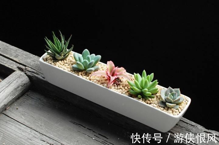 肉肉|喜欢的多肉太多了,不如放在一起打造多肉组合盆栽,让美丽翻倍