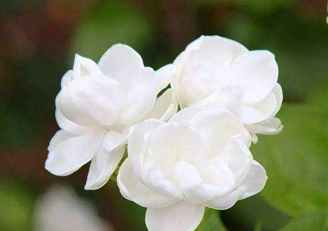 茉莉花总是养不好,掌握几个养护技巧,植株生长速度快,花开不断