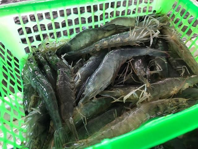 鲜嫩|立秋后，有钱没钱，这6种海鲜要多吃，鲜嫩又肥美，遇到别错过