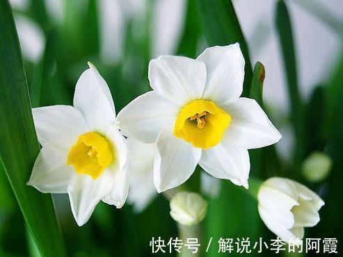 农历九月二十五霜降后,养什么花?以下3种花,金玉满堂喜气盈盈