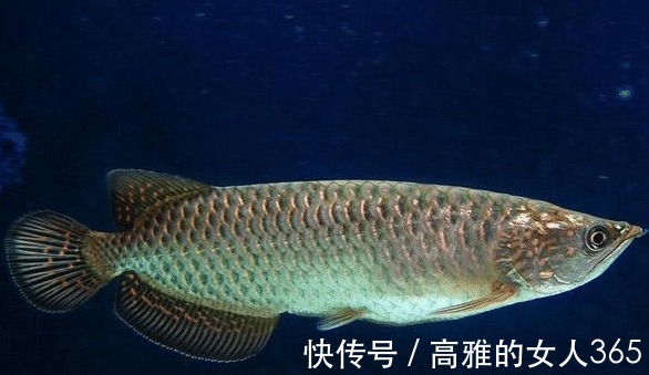 化工厂|3种最“脏”的鱼，超多寄生虫，很多人不懂，还经常买来吃