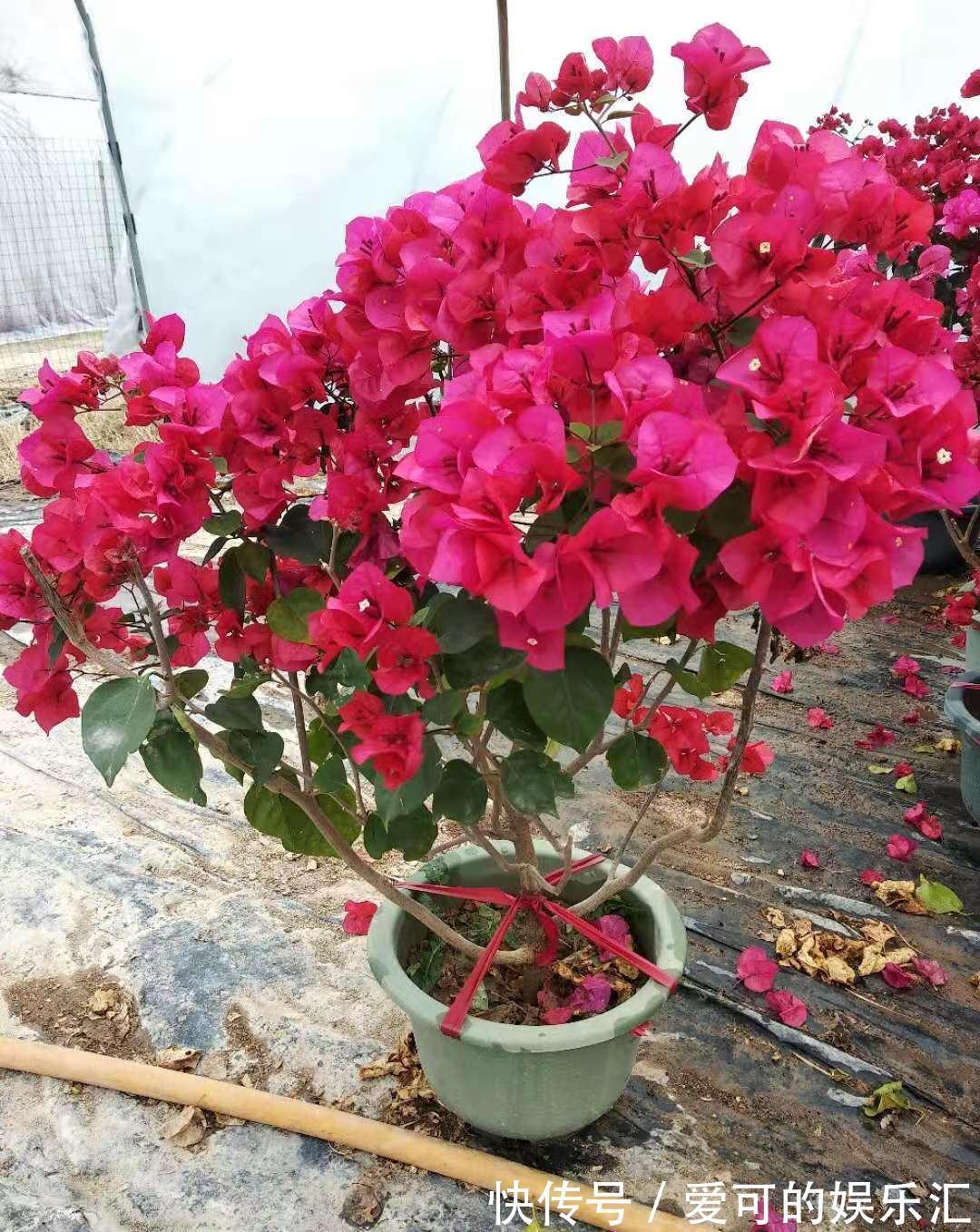 养花试试这几款,保养合理适当,可看到它在冬天盛开的景象