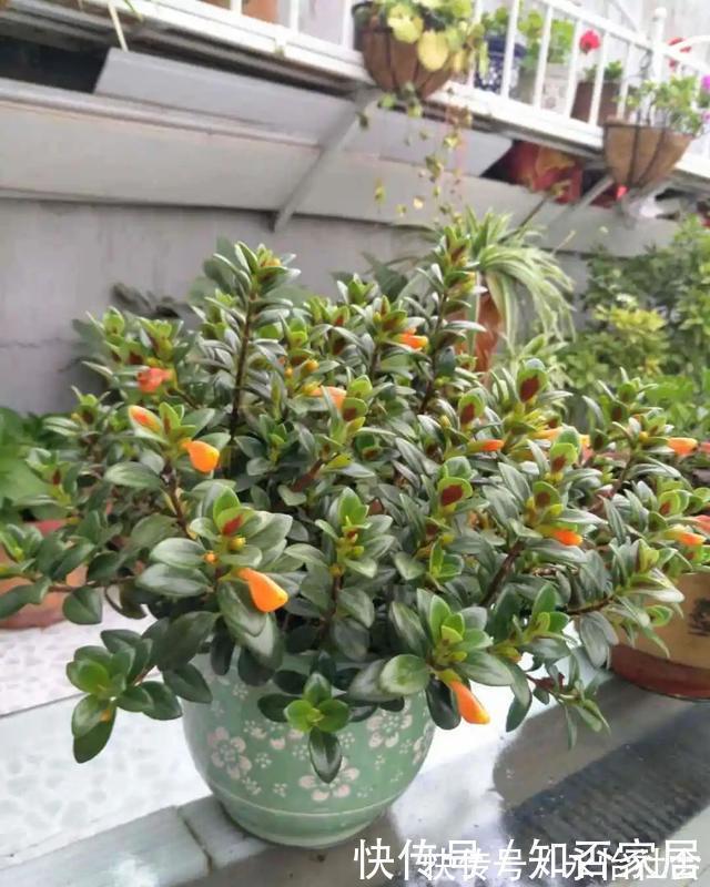养花技巧:折腾不死的25种花,咋养都爆盆,懒人最适合