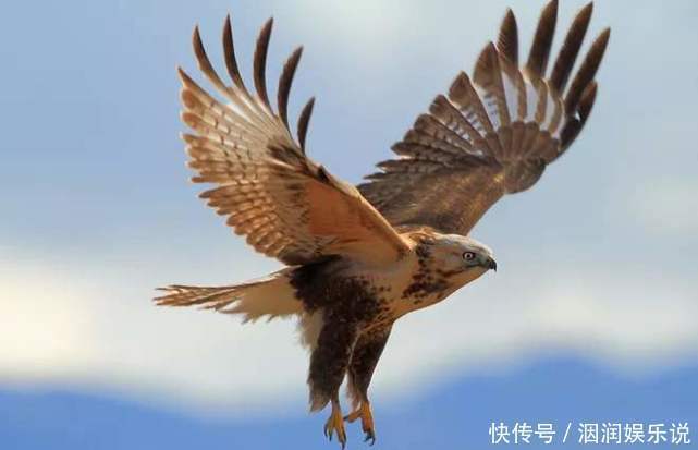 不会飞的动物也想“飞”那些向往飞行的动物学会的第一个“技能”