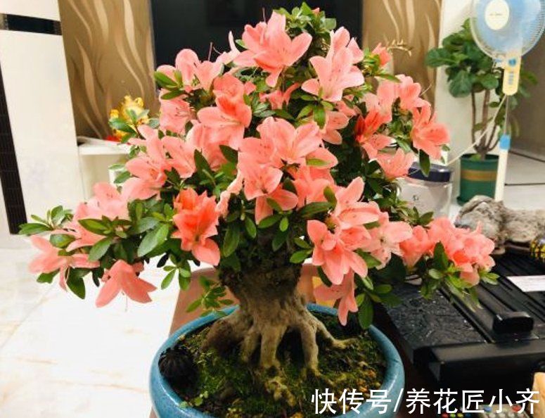 6种“富贵花”,平时没人卖,过年抢着买,摆家里,喜庆吉祥