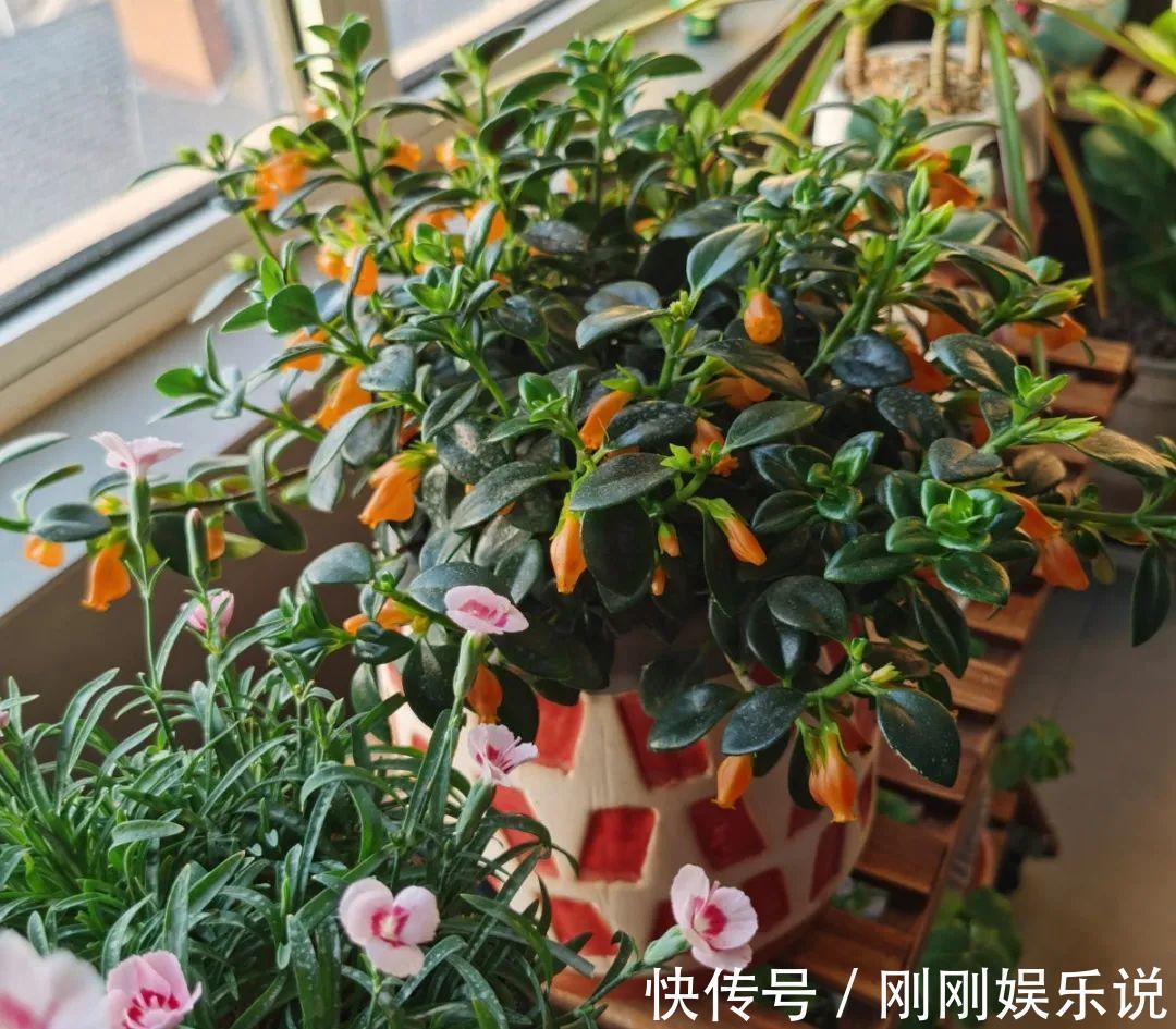 抗病、不招虫的天竺葵,屋里养一盆,开花一茬接一茬