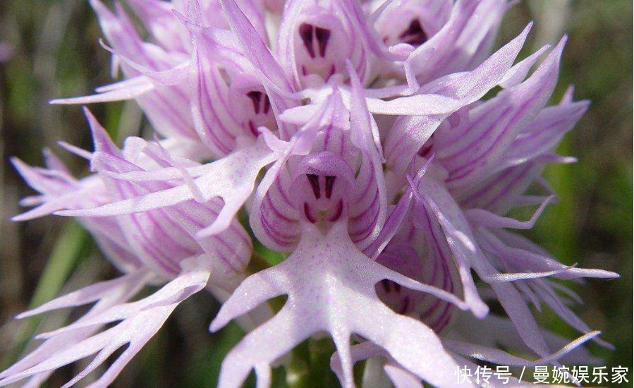 世界上“最不要脸”的花,很多人拒之门外,但实则招财又镇宅!