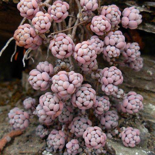 此几种多肉，“颜值高，人气高”,见土就生根，适合新手种植