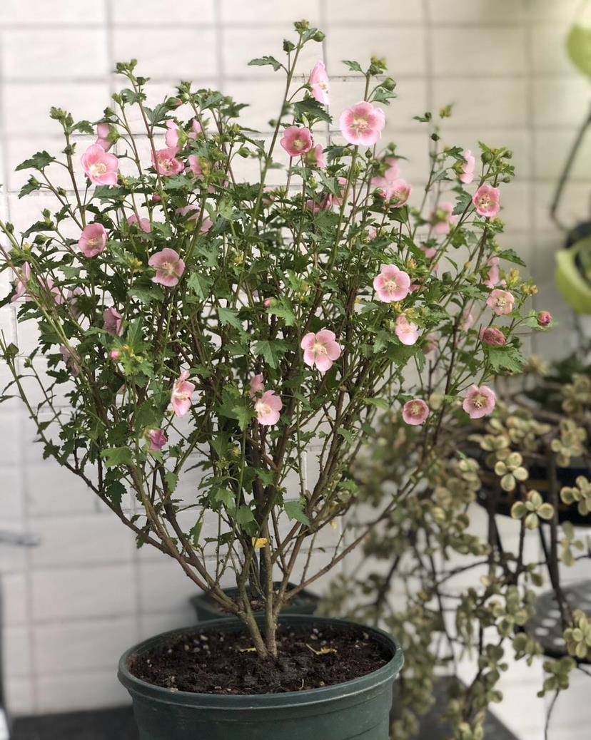 光秃秃|家里花像光杆司令太难看,学会剪和浇,半月新枝就窜满盆