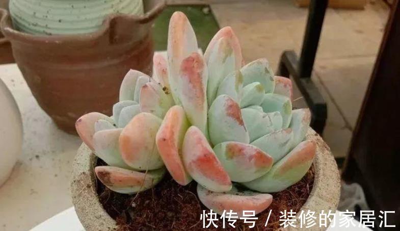 花友们|草木灰养多肉，取材简单好制作，效果好得出奇