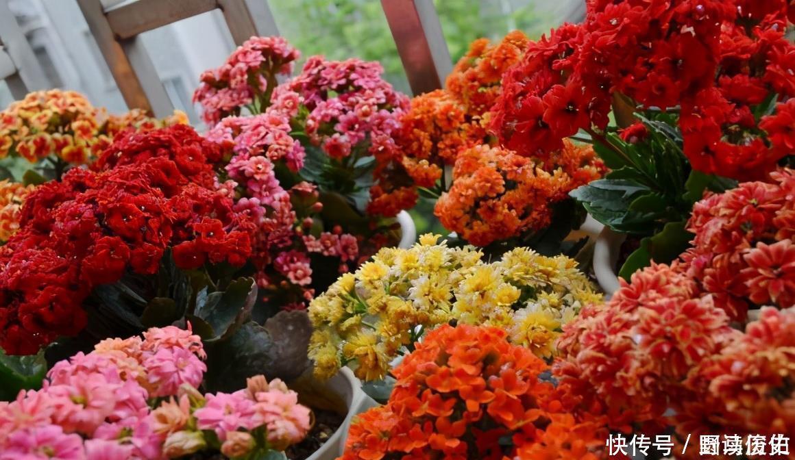 修剪|4种花,就是欠修理,不修不剪不成器,越剪越旺花越爆