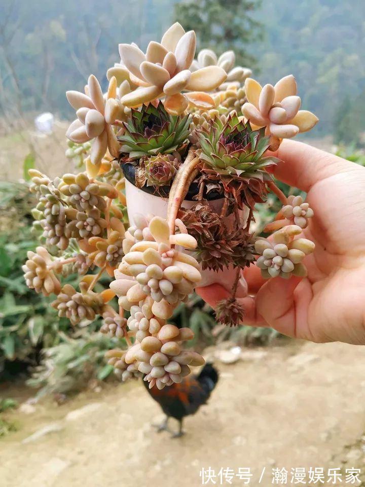 老少皆宜|农村爷爷养多肉，破缸、破鞋里都塞满，照样养的肥嘟嘟！