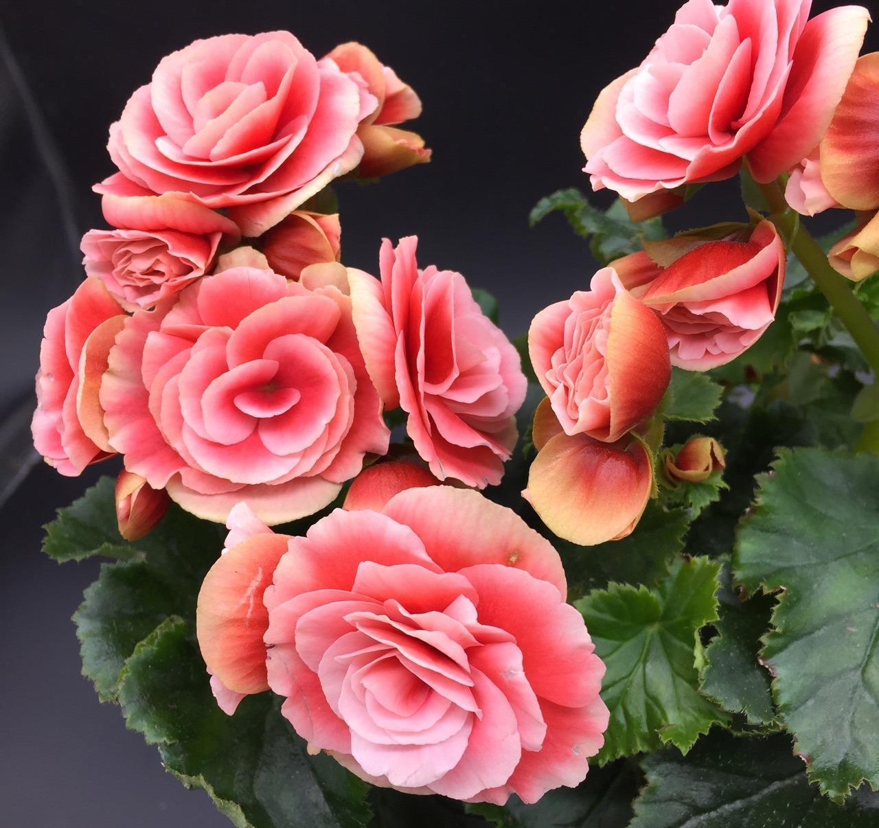 阳台上|6种“劳模花”,四季能开花,家里养一盆,赏花300天