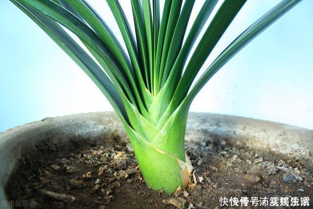 构造|让君子兰开好花的“钥匙”，就握在你手里，它的“构造”很简单