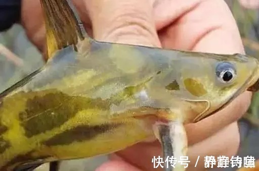 蚯蚓|爆钓黄骨鱼,一晚上拉了34斤!钓友全部看哭了!