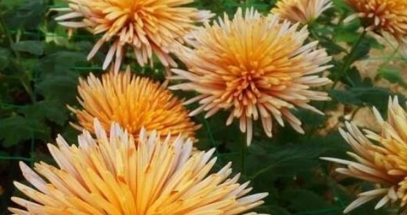 喜欢菊花,不如养盆“珍品名菊”金松月, 轻松开出花海,美极了