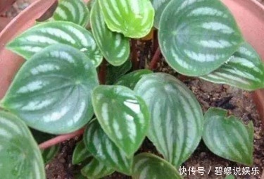 盆栽|提起桌面盆栽就是绿萝,你真的落伍了