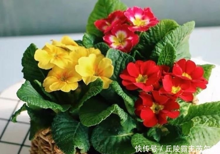 家里要养4种花,开花吉祥又喜庆,远远的,就能闻到它的花香