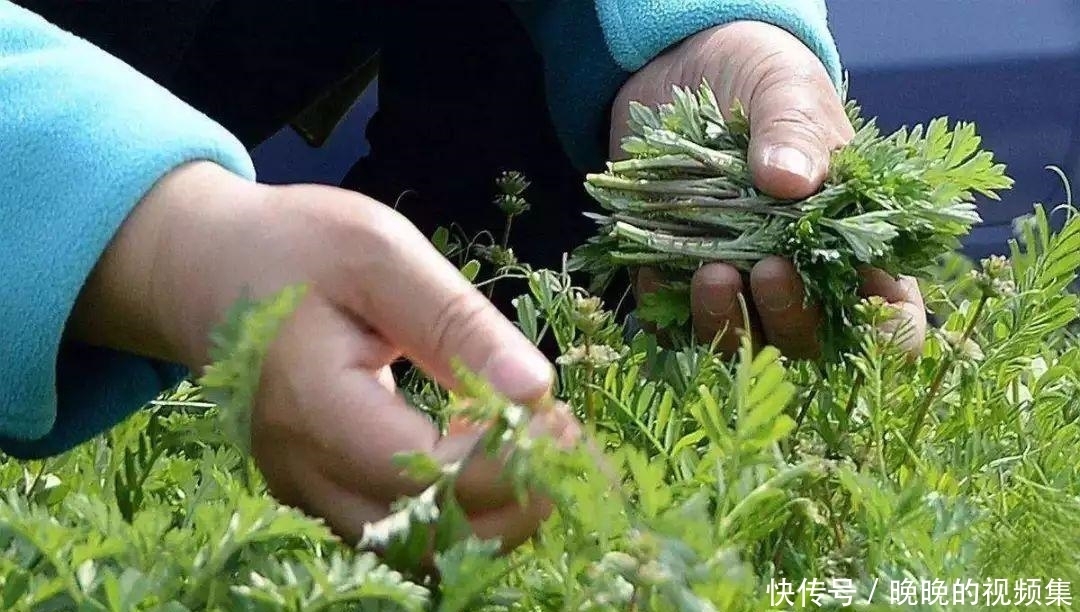 春天4对“双胞胎”野菜,很多人傻傻的分不清楚,你认识几种?