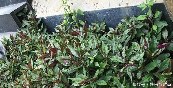 一种“补血菜”,是阳台种菜首选!盆栽上几盆,好看好吃,营养高!