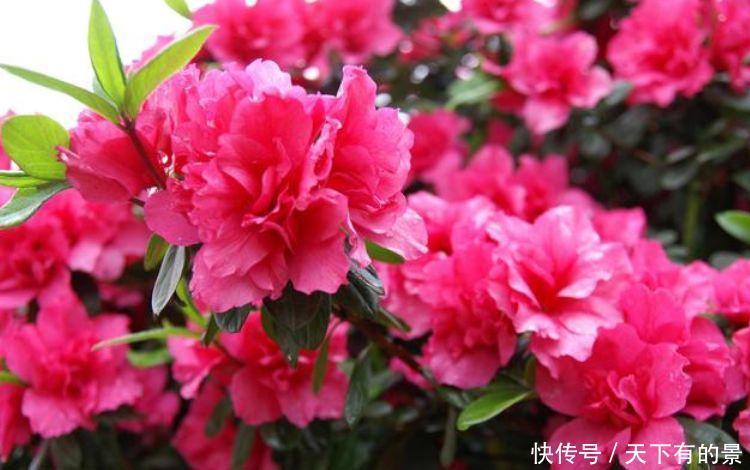 养花不妨养此四款花,开花量大,花开枝繁叶茂,美极了