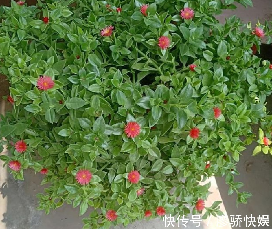 疯长|春夏最适合养“3种花”,浇点水就疯长,叶子油绿花朵多!
