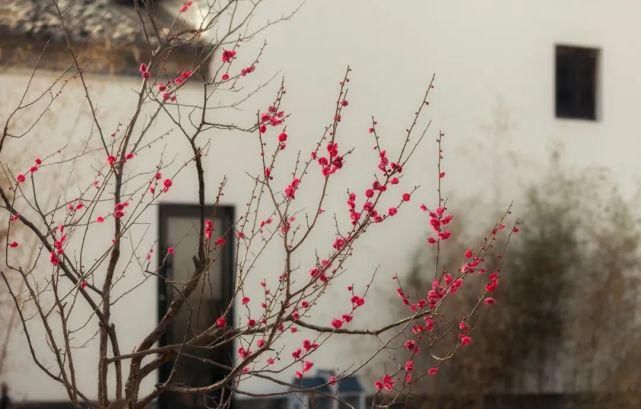 这里是潍坊寒亭，却有一处徽派风格的梦想小镇，至此仿佛进入梦里水乡