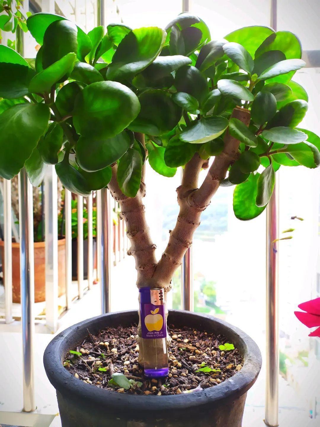 1米8的长寿老桩,狠心砍光了,半月重新长一堆!