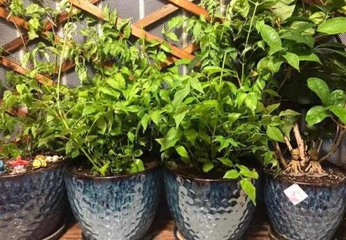  误区|远离这些养花误区，啥花都能养爆盆！