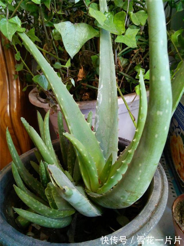 10个人有9个人不喜欢“4种花”,殊不知,都是除螨、杀菌“高手”