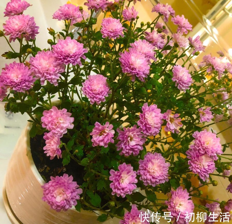 花友们|冬天浇水不注意，浇一次死一棵，好好的花都浇坏了