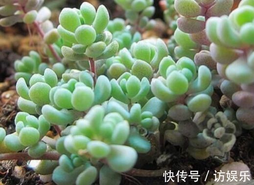 喜欢玫瑰,不妨试试“珍品玫瑰”甜蜜马车,花开爆盆,观赏性极高