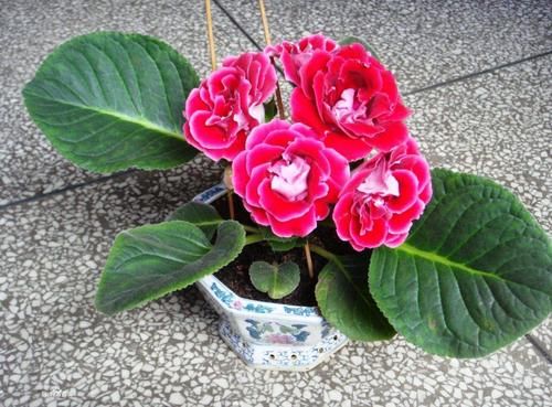 夏天高温，需水量大增的3种花，不浇水死得快