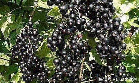 衰老|女人爱美常吃几种食物，美容护肤，滋肝明目，延缓肌肤衰老