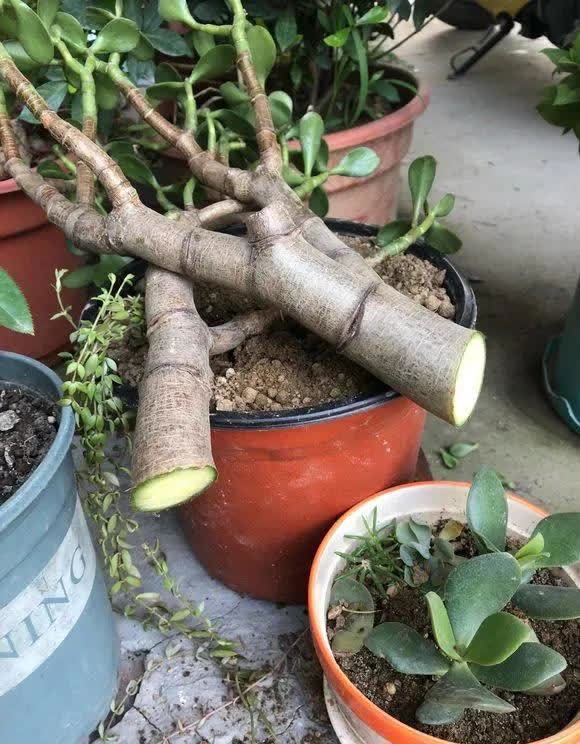 剪根粗枝插土里，2周能生根，一年长成大老桩