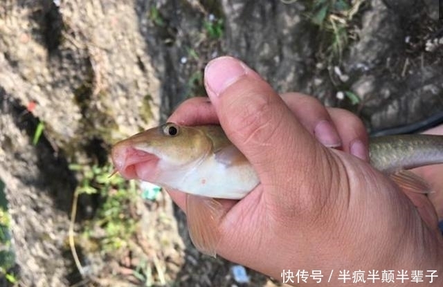 古老采石坑，几十年前竟有人放鱼，如今钓友要40米深才能钓到鱼