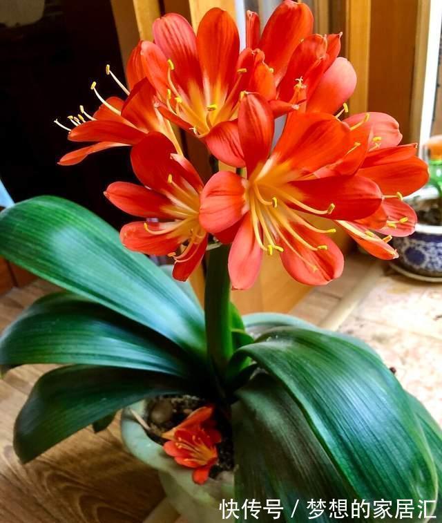 水果皮|君子兰这样养,不黄叶不烂根,叶绿花艳,开花多