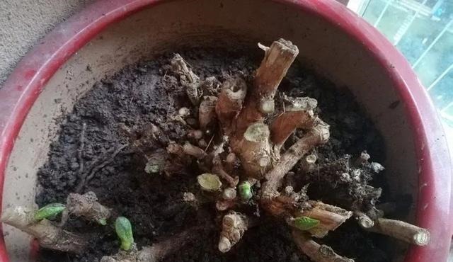 花苗越老越值钱这5种花的老桩,买了就上当