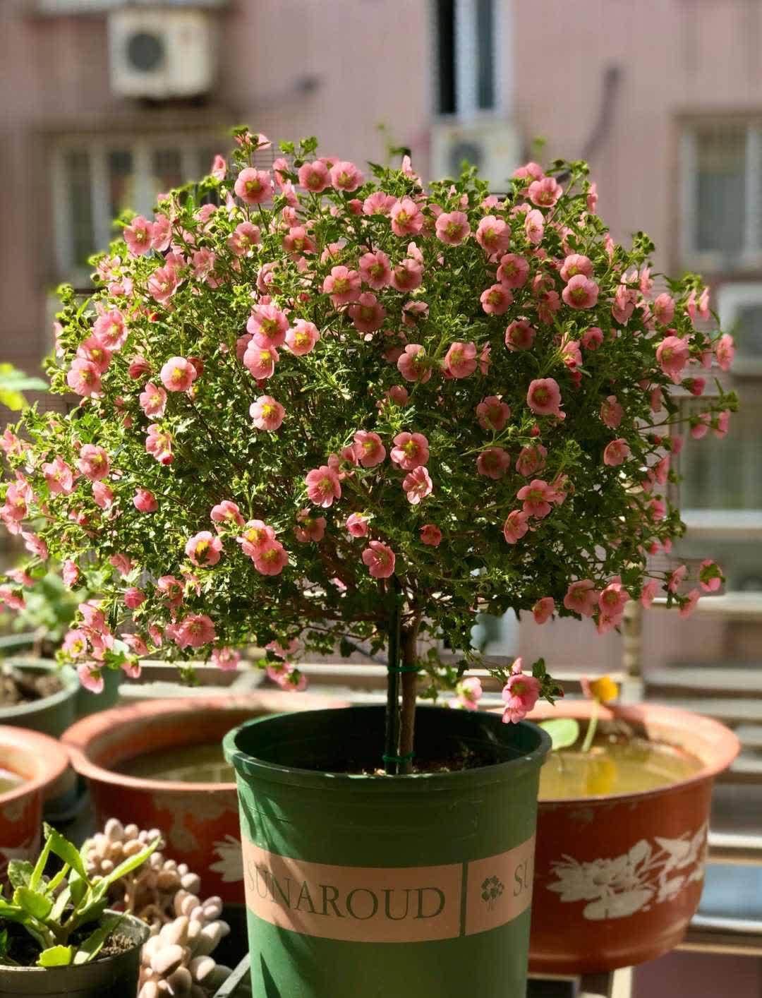 “最累”的8种花,花开连续几个月,一次开花几百朵