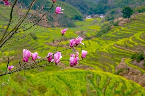 【3月1日 油菜花预告】婺源梯田油菜花马上进入最佳观赏期，万亩花海迎春开放！