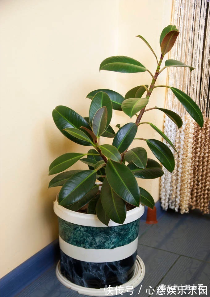 君子兰|客厅养花不宜多!12种“吉祥花”任选一种,寓意好“养人”还旺家